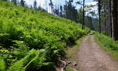 Zdj�cie POLSKA / Beskid �ywiecki / Grupa Wielkiej Raczy / Zielony szlak