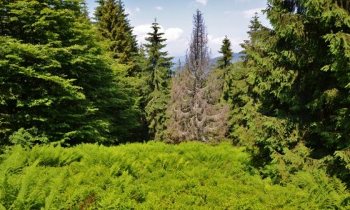 Zdj�cie POLSKA / Beskid �ywiecki / Grupa Wielkiej Raczy / 