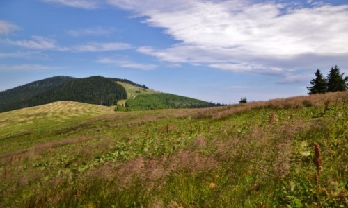 Zdjcie POLSKA / Beskid ywiecki / Hala Pawlusia / Na hali