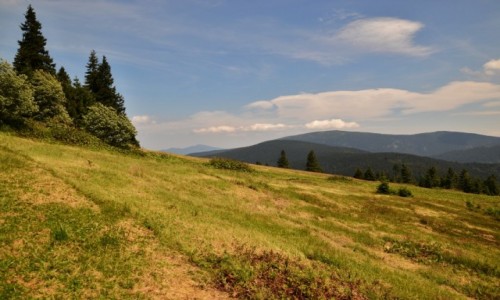 Zdjcie POLSKA / Beskid ywiecki / Hala Rysianka / Na hali III