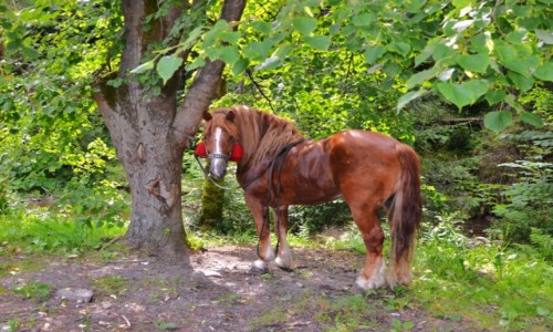 Zdjcie POLSKA / Beskid ywiecki / Sopotnia Wielka / Odpoczynek