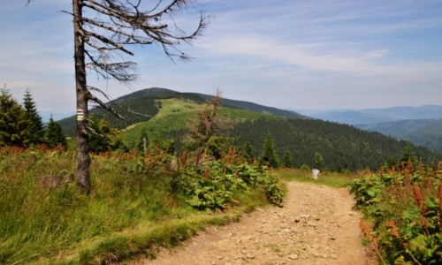 Zdjcie POLSKA / Beskid ywiecki / Rysianka / Widok na Romank