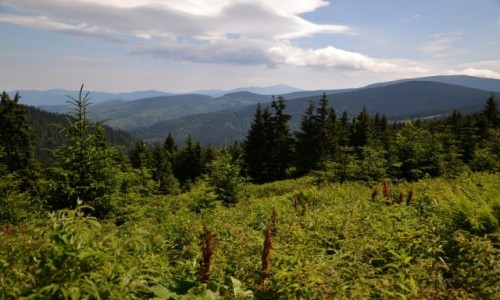 Zdjcie POLSKA / Beskid ywiecki / Rysianka / Widok na Babi i Pilsko II
