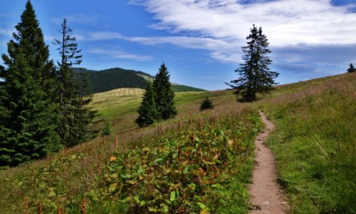 Zdjcie POLSKA / Beskid ywiecki / Hala Pawlusia / Na hali IV