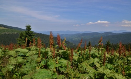 Zdjcie POLSKA / Beskid ywiecki / Rysianka / Widok w stron Babiej