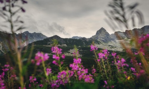 Zdjcie POLSKA / Tatry / Kocielec / Kocielec