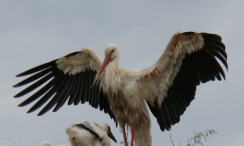 Zdjęcie POLSKA / PIENINY / Penny / NAUKA LATANIA