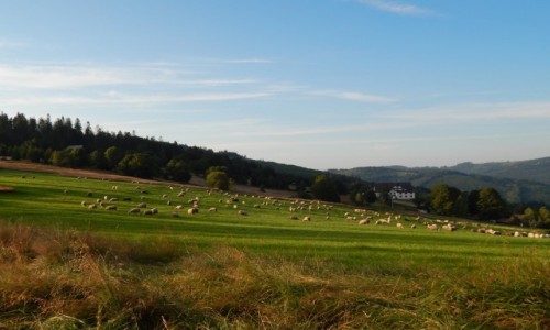Zdjecie POLSKA / Beskid ywiecki / Hala Boracza / Wieczorem na hali