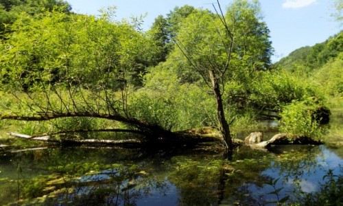 Zdjcie POLSKA / Maopolska / Ojcowski Park Narodowy / Bobrowisko