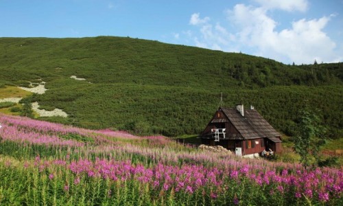 Zdjecie POLSKA / Tatry / Hala Gsienicowa / Wspomnienia...