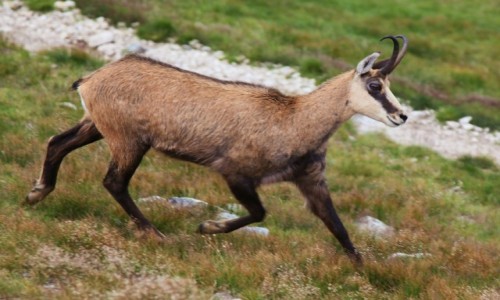 Zdjecie POLSKA / Tatry / Pod Starorobociaskim Wierchem  / Kozica na szlaku