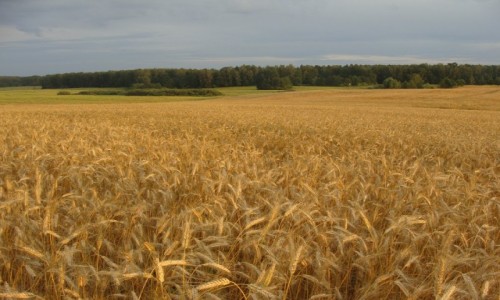 Zdjecie POLSKA / Mazury / Okolice Ktrzyna / Krajobraz