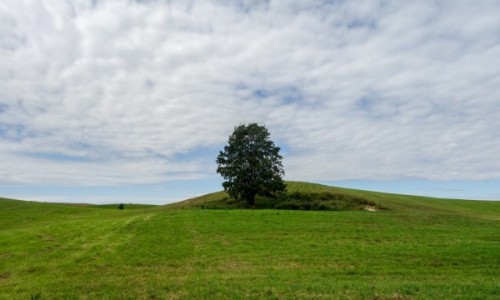 Zdjcie POLSKA / Warmisko-Mazurskie / Wilkaski / Samotne drzewo