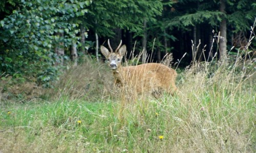 Zdjcie POLSKA / Beskid ywiecki / Laliki / Kozioek sarny