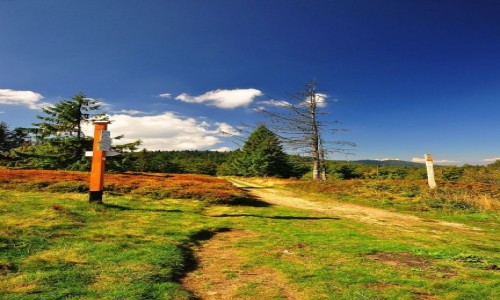 Zdj�cie POLSKA / Beskid S�decki / niedaleko od Radziejowej / W drodze na Radziejow�...