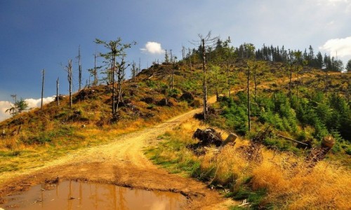 Zdjęcie POLSKA / Beskid Sądecki / wiatrołomy w okolicy Radziejowej / Kikuty