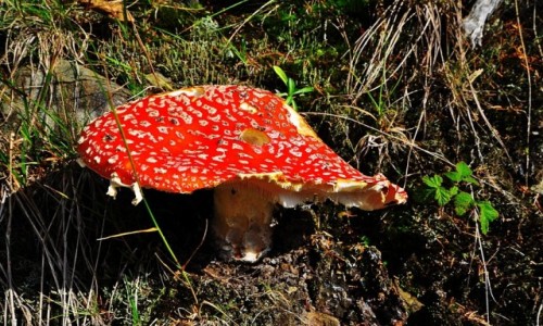 Zdjecie POLSKA / Beskid Sdecki / Okolice Radziejowej... / Syberia