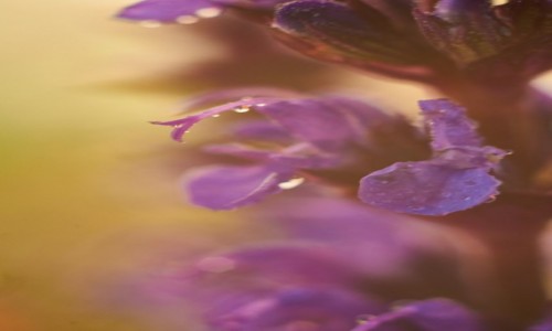 Zdjecie POLSKA / - / Bonie / zasypiam.....