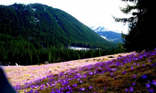 Zdjecie POLSKA / Dolina Chochoowska / Zakopane / Krokusy na wiosne