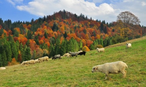 Zdjcie POLSKA / Pieniny / Pod Wysok... / Barany...