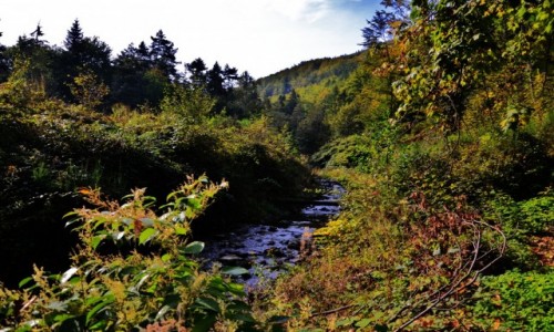 Zdjęcie POLSKA / Beskid Mały / Rzyki / Potok Pracica