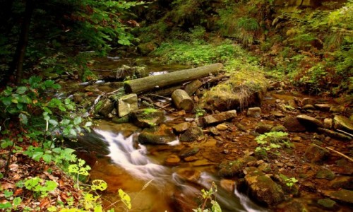 Zdjcie POLSKA / Beskid lski / Biaa Wiseka / U podna Baraniej Gry.