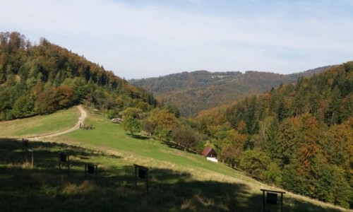 Zdjecie POLSKA / Beskid lski / Na szlaku z Orowej na Rwnic / JESIE