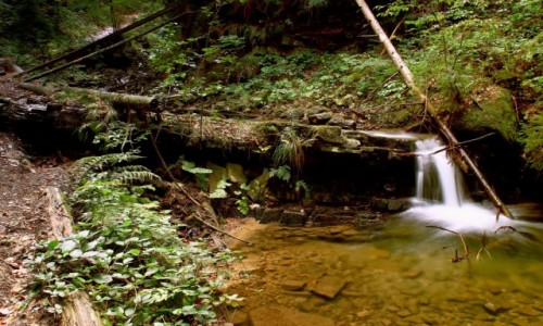 Zdjcie POLSKA / Beskid lski / Wisa / Rezerwat przyrody 