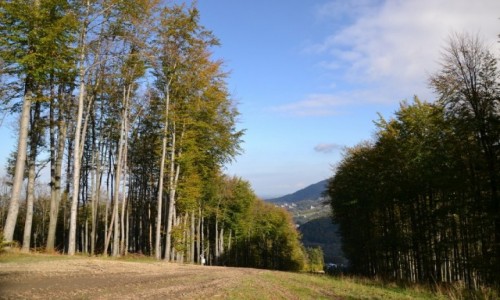 Zdjcie POLSKA / Beskid lski / Ustro / Pod Czantori