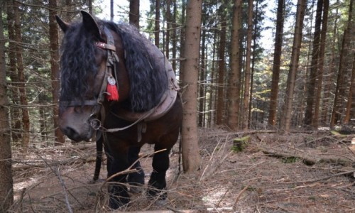 Zdjcie POLSKA / Beskid lski / Pod Wielk Czantori / Odpoczynek