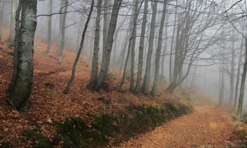 Zdjcie POLSKA / Beskid ywiecki / Pod Wielk Racz / Na szlaku