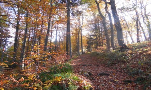 Zdjcie POLSKA / Beskid lski / Okolice Klimczoka / Jesienne Beskidy