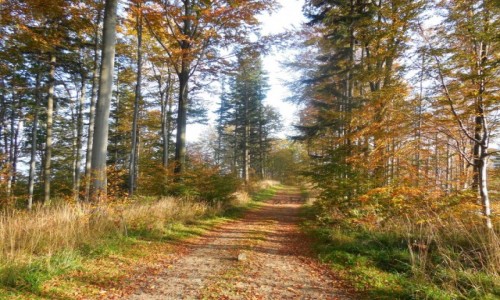Zdjcie POLSKA / Beskid lski / Okolice Klimczoka / Jesienne klimaty