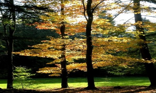Zdjcie POLSKA / opolskie / Lipno / Jesie w arboretum