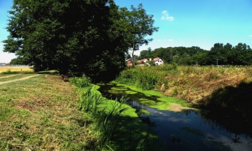 Zdjęcie POLSKA / opolskie / Domecko / Sielski widok