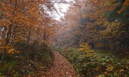 Zdjecie POLSKA / Beskid ywiecki / Pod Rycerzow / 