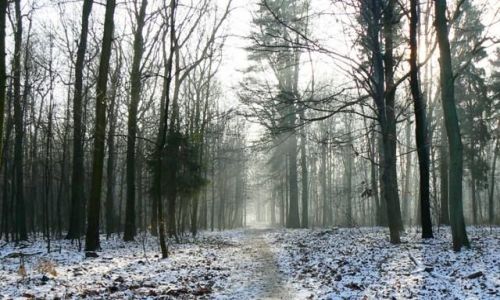 Zdjęcie POLSKA / Śląsk / okolice Bytomia / ścieżką...