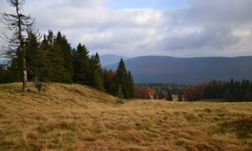 Zdjcie POLSKA / Beskid ywiecki / Rycerzowa / Na hali II