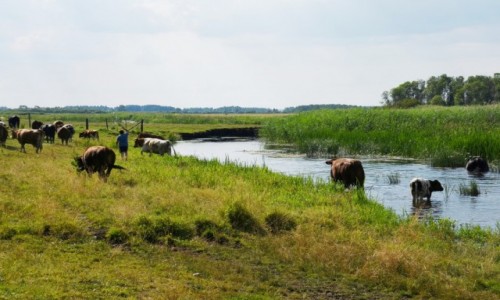 Zdjecie POLSKA / Biebrzaski Park Narodowy / Jagowo, woj. podlaskie / Przepdzanie byda