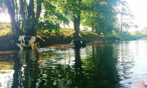 Zdjecie POLSKA / Pojezierze Mazurskie / rz. Krutynia / A bywao ciepo tego lata