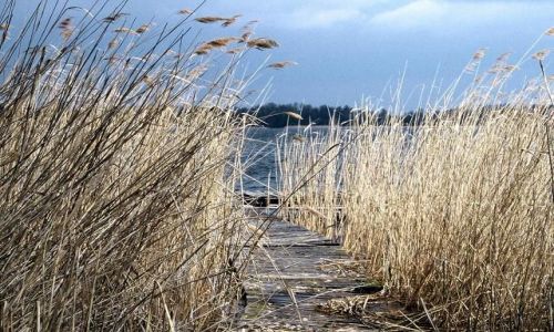 Zdjęcie POLSKA / POJEZIERZE OLSZTYŃSKIE / LELESZKI / NAD JEZIOREM