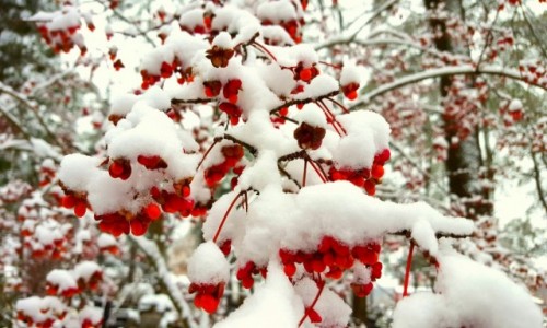 Zdjęcie POLSKA / mazowieckie / ... / Zimowo