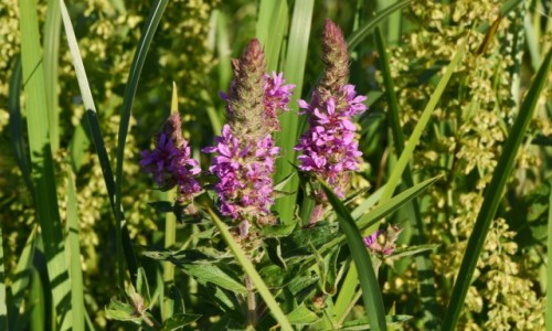 Zdjęcie POLSKA / Biebrzański Park Narodowy / okolice Brzostowa / Kwiaty na brzegach Biebrzy