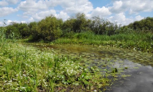 Zdjecie POLSKA / Biebrzaski Park Narodowy / Biay Grd / Rozlewisko Biebrzy