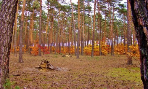Zdjecie POLSKA / wojewdztwo witokrzyskie / Sielpia Wielka / Sielpia Wielka-jesienne barwy lasu