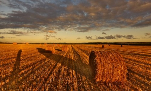 Zdjcie POLSKA / Warmia  / Braniewo  / zachod na polu 