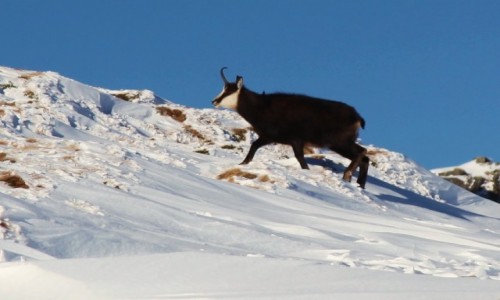 Zdjecie POLSKA / Tatry / Przecz Liliowe / Kozioeczek