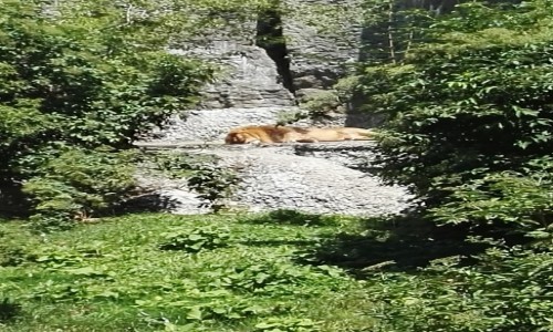 Zdjecie POLSKA / - / ZOO Wawa / Kotek 