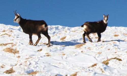 Zdjecie POLSKA / Tatry / Przecz Liliowe / Spotkanie