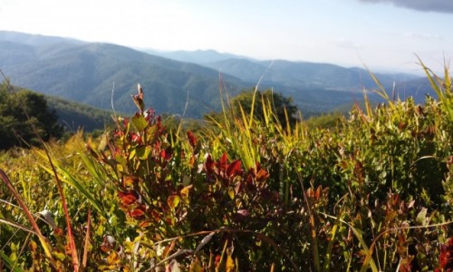 Zdjecie POLSKA / Bieszczady / w drodze / Bieszczadowo